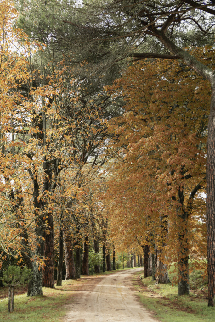 herfst-in-park